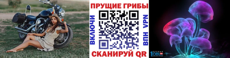 купить наркотики сайты  Ачхой-Мартан  Галлюциногенные грибы MAGIC MUSHROOMS 